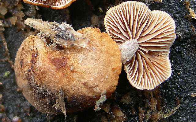 Melanotus horizontalis   (Bull.)    P.D. Orton